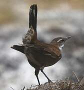 White-winged Cinclodes