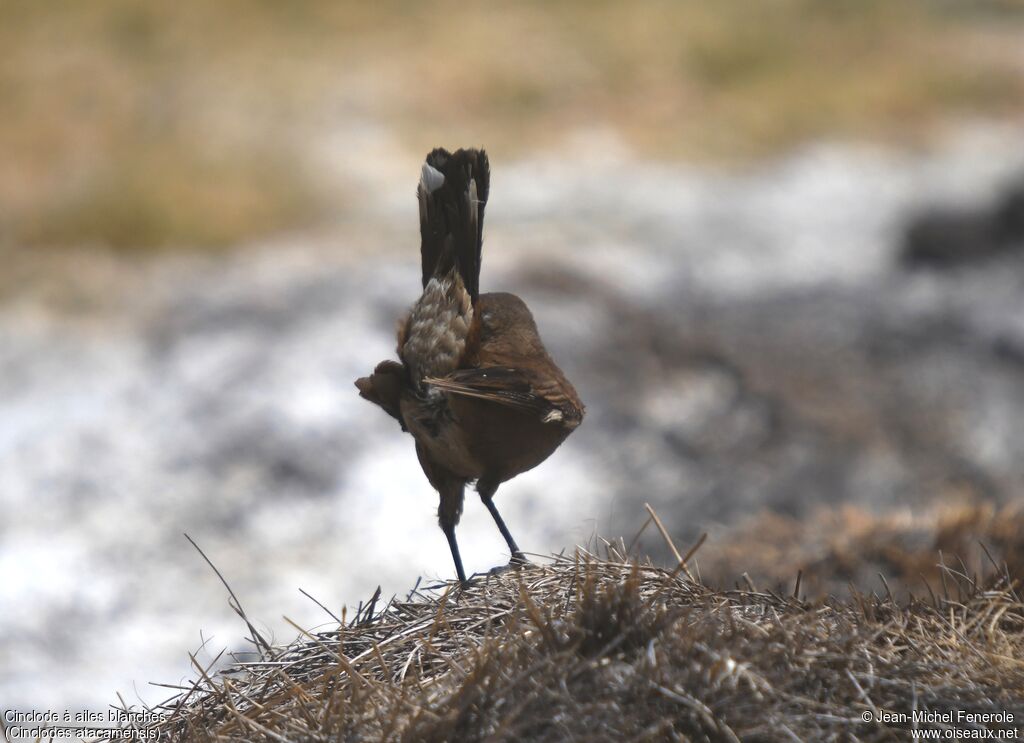 White-winged Cinclodes