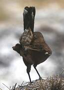 White-winged Cinclodes