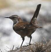 White-winged Cinclodes