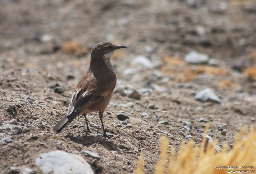 Cream-winged Cinclodesadult