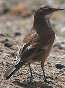 Cream-winged Cinclodes