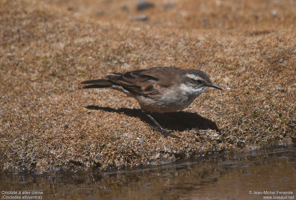 Cream-winged Cinclodes