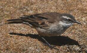 Cream-winged Cinclodes