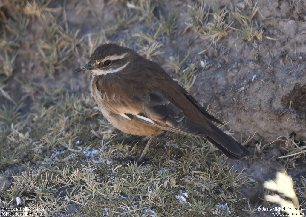 Cream-winged Cinclodes