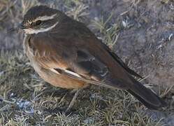 Cream-winged Cinclodes