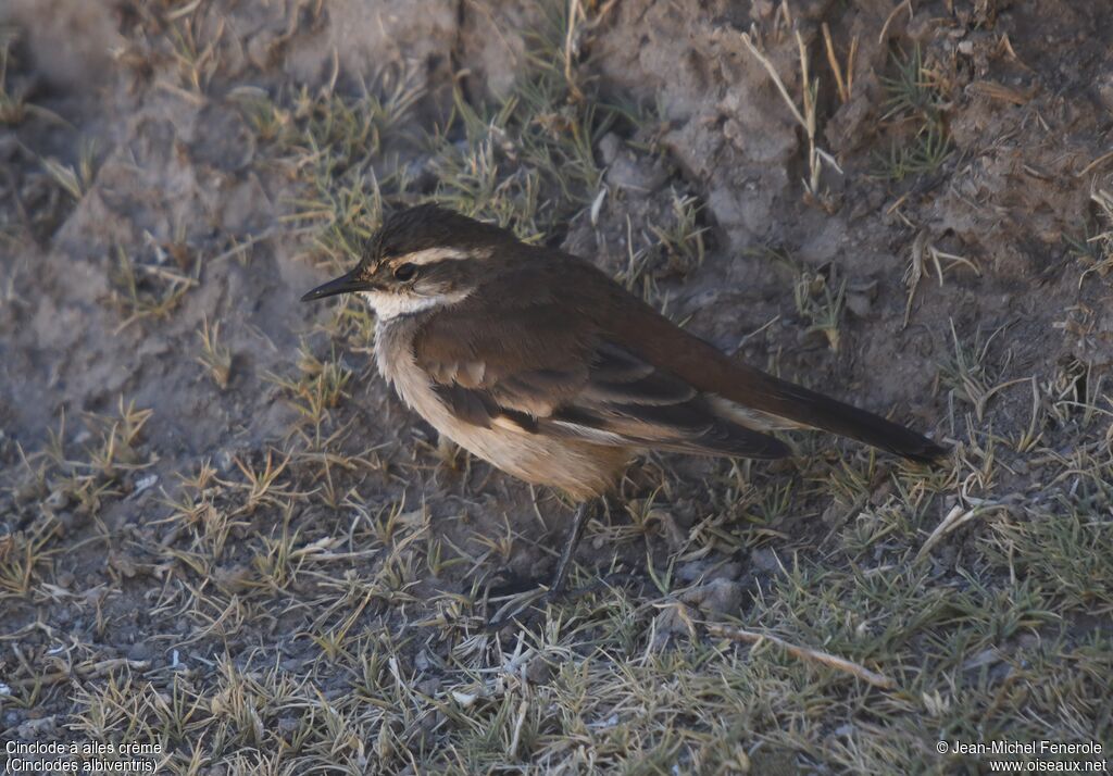 Cream-winged Cinclodes