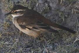 Cream-winged Cinclodes