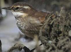 Chestnut-winged Cinclodes