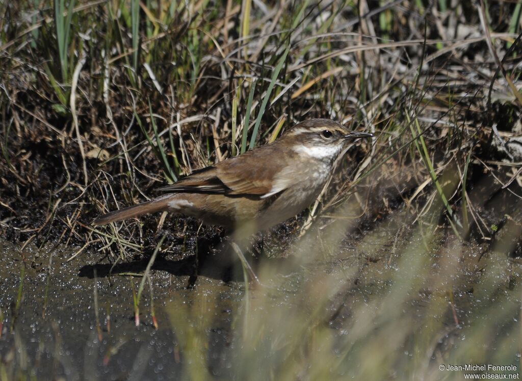 Chestnut-winged Cinclodes