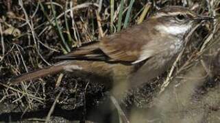 Chestnut-winged Cinclodes