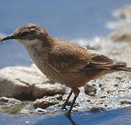 Buff-winged Cinclodes