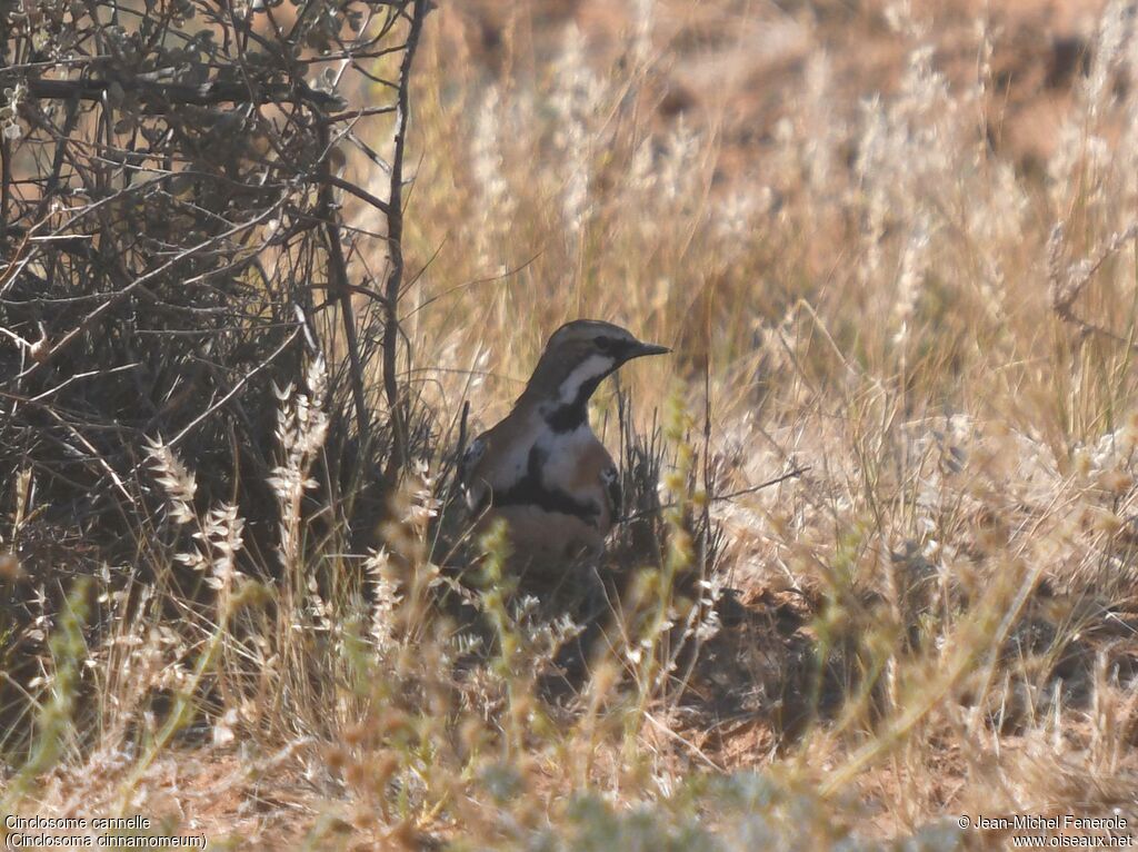 Cinnamon Quail-thrush