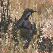 Cinnamon Quail-thrush