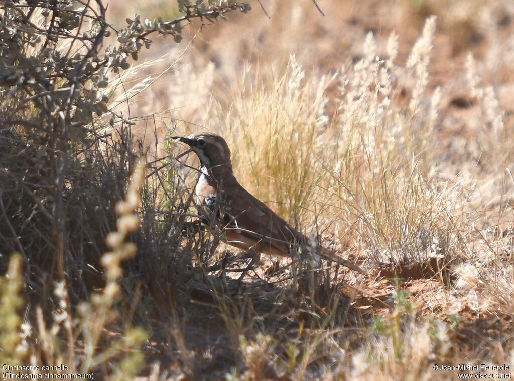 Cinnamon Quail-thrush