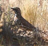 Cinnamon Quail-thrush