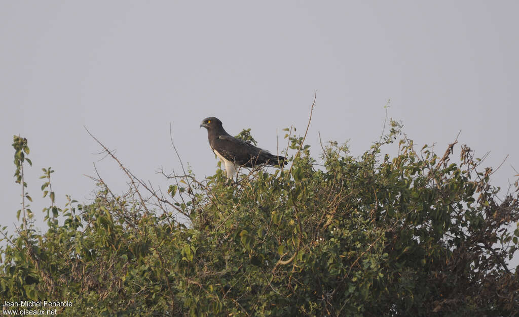 Circaète à poitrine noireadulte nuptial, habitat, pigmentation, pêche/chasse