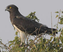 Black-chested Snake Eagle