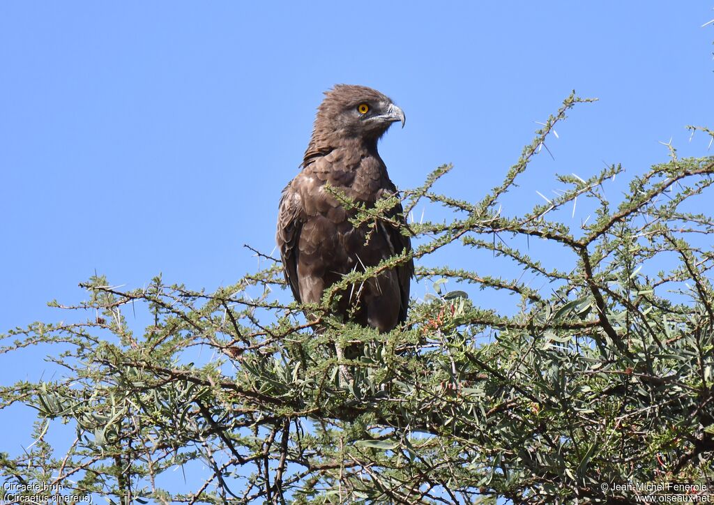 Brown Snake Eagle