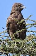 Brown Snake Eagle