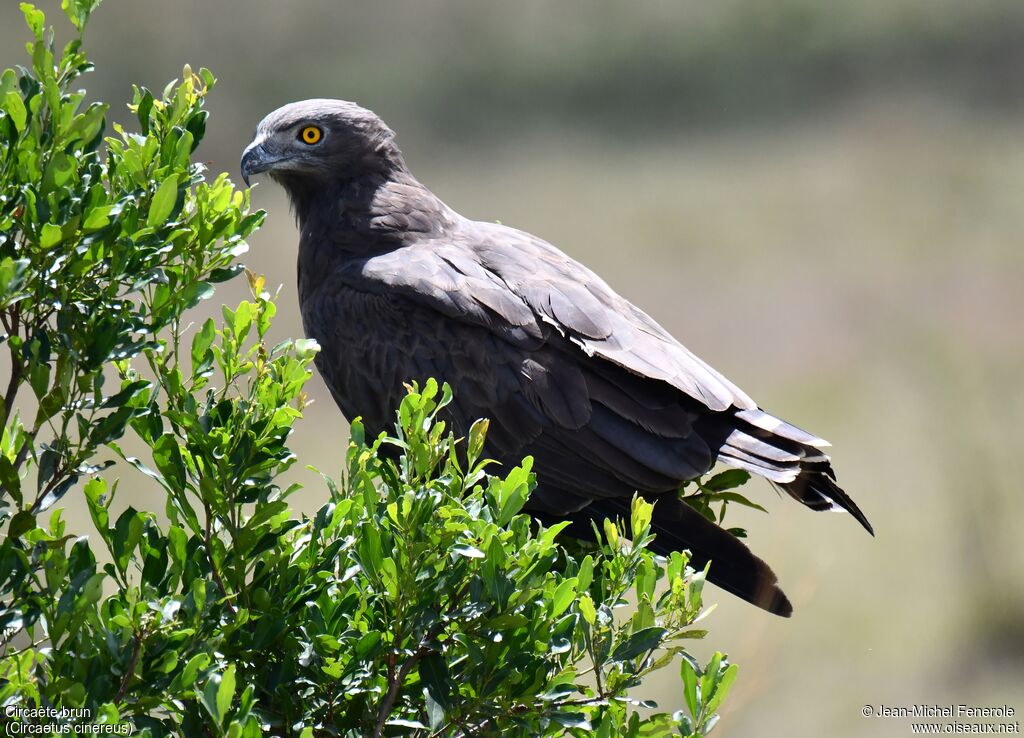 Brown Snake Eagle