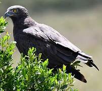 Brown Snake Eagle