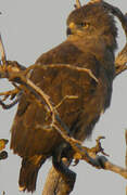 Western Banded Snake Eagle