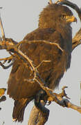 Western Banded Snake Eagle