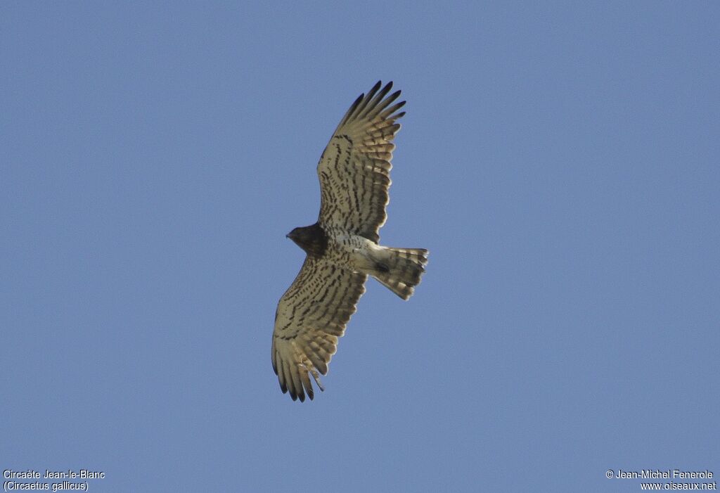 Short-toed Snake Eagle