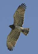 Short-toed Snake Eagle