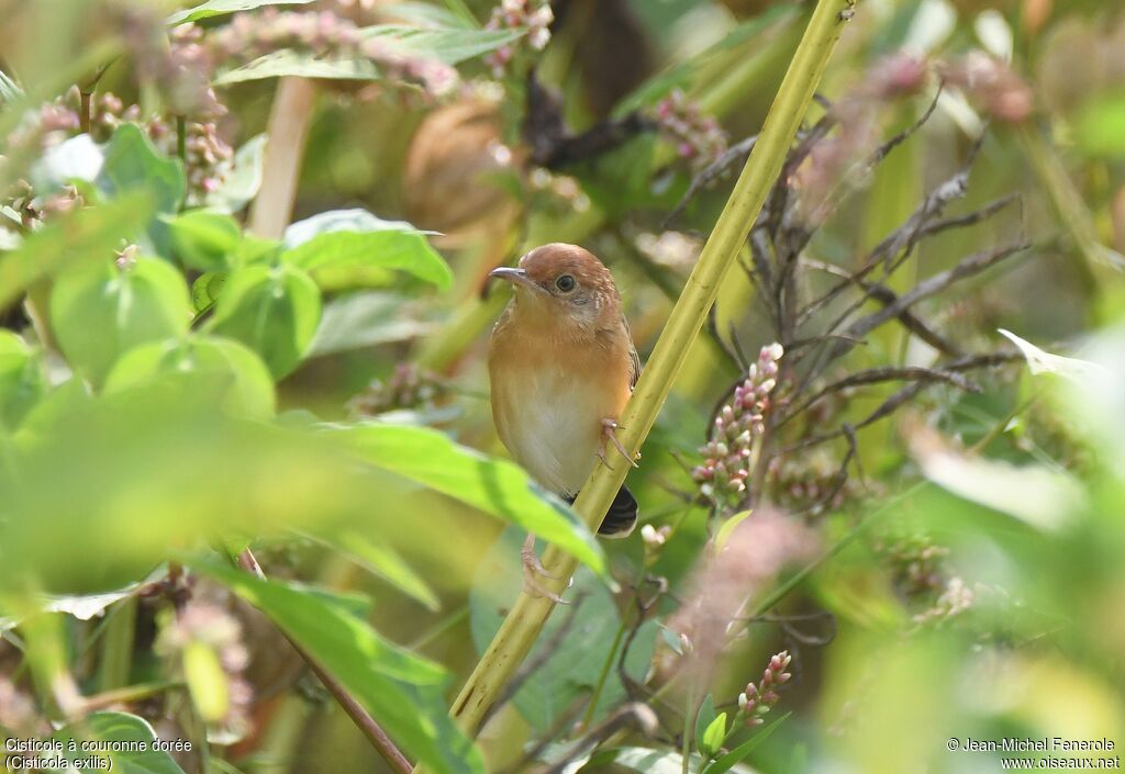 Golden-headed Cisticola