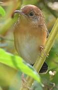 Golden-headed Cisticola