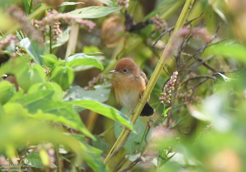 Golden-headed Cisticolaadult