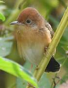 Golden-headed Cisticola