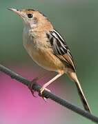 Golden-headed Cisticola