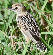 Pectoral-patch Cisticola