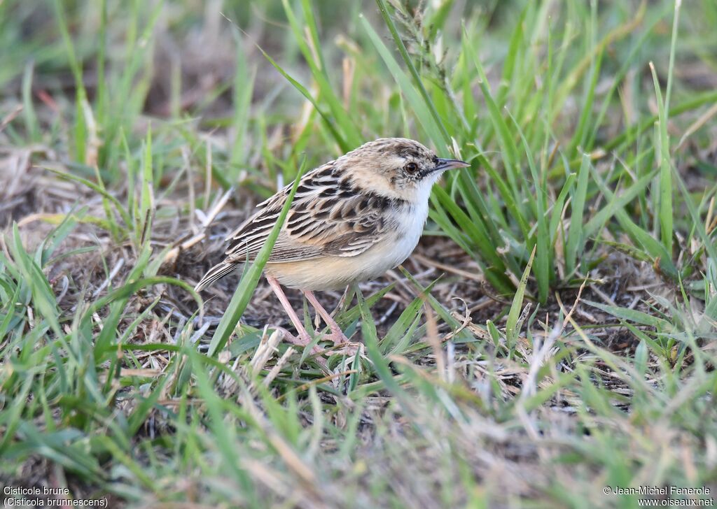 Pectoral-patch Cisticola