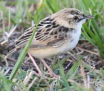 Pectoral-patch Cisticola