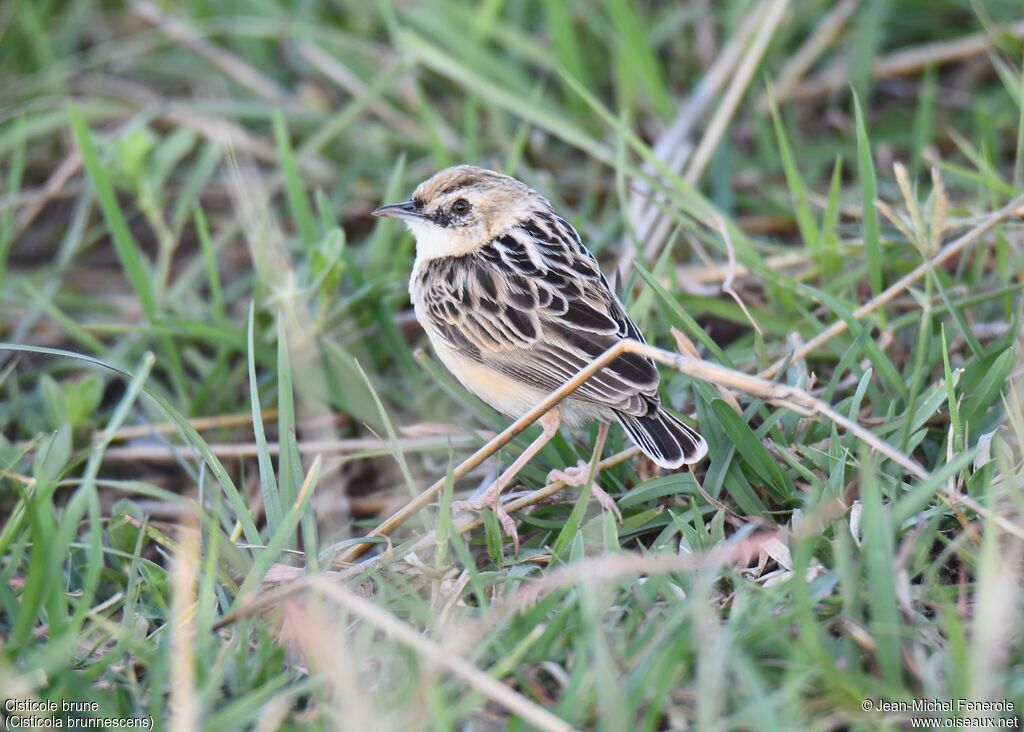 Pectoral-patch Cisticola