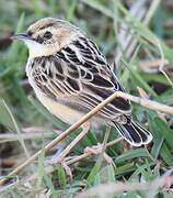 Pectoral-patch Cisticola