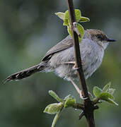 Hunter's Cisticola