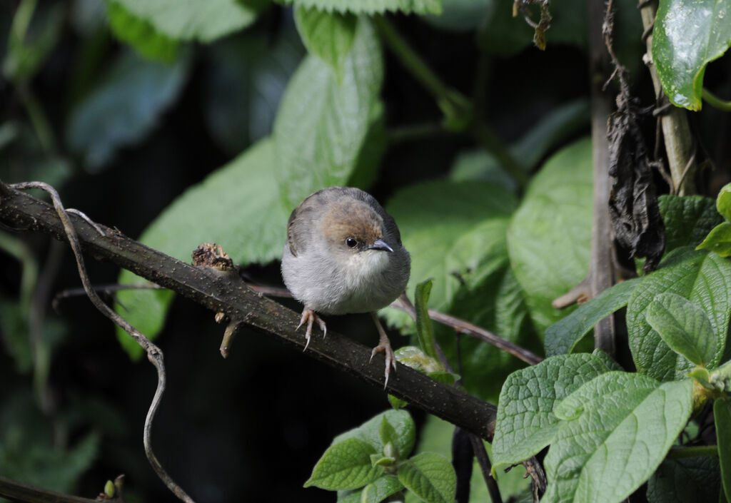 Hunter's Cisticolaadult, close-up portrait