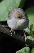 Hunter's Cisticola