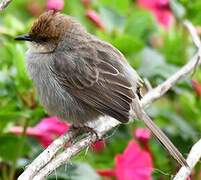 Hunter's Cisticola