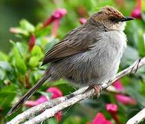 Hunter's Cisticola