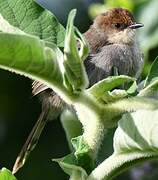 Hunter's Cisticola