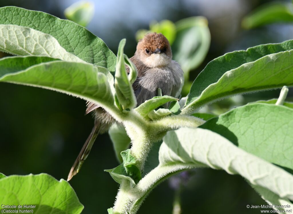 Hunter's Cisticola