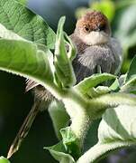 Hunter's Cisticola