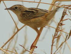 Zitting Cisticola