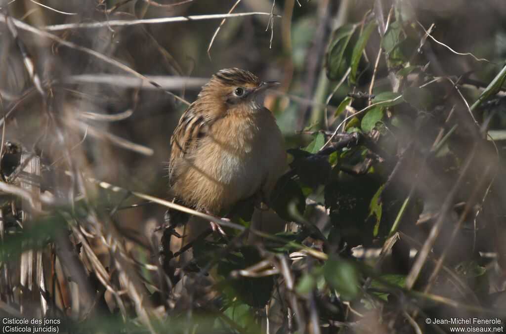 Zitting Cisticola